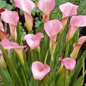 calla -rehmannii